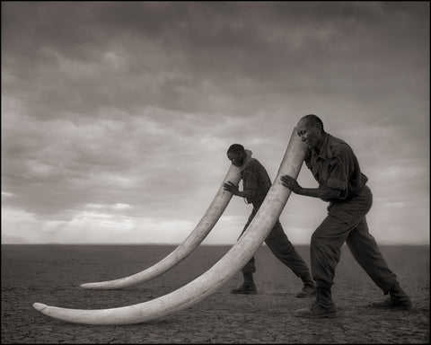 Two Rangers with Tusks of Elephant Killed at the Hands of Man, Amboseli 2011